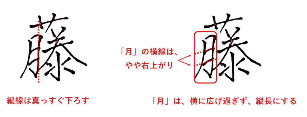 「月」は縦線をまっすぐ下す：「藤」